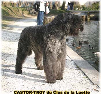 bouvier des flandres du clos de la luette - copyright d&eacute;pos&eacute;